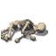 Skeletal Remains