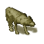 Coyote.png
