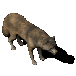 Wolf.png