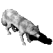 Wolf white.png